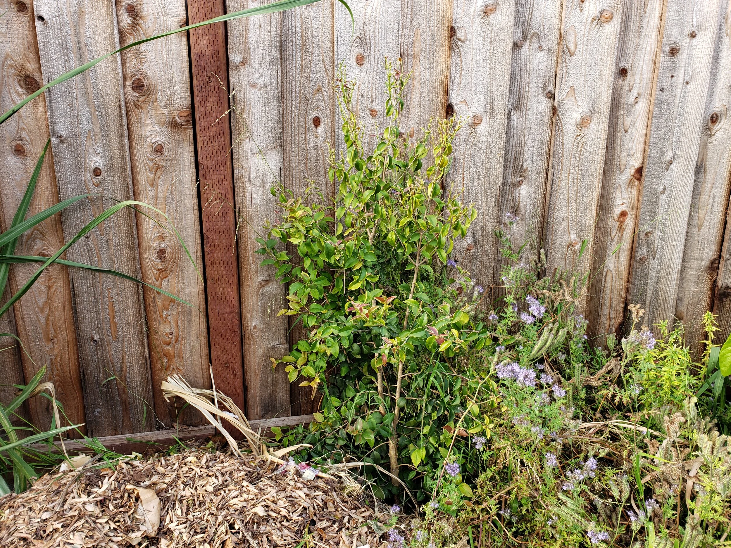 Myrcianthes pungens — Wildlands Farm and Nursery